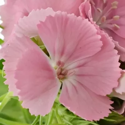 Hvozdík BARBATUS SWEET WILLIAM PINK 50cm