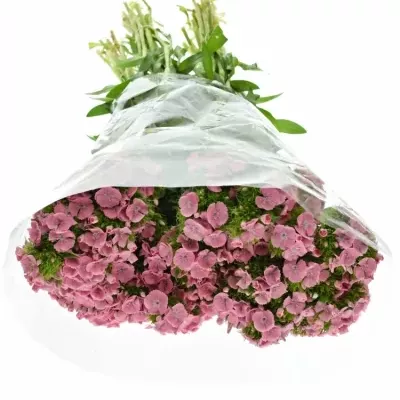 Hvozdík BARBATUS SWEET WILLIAM PINK 50cm