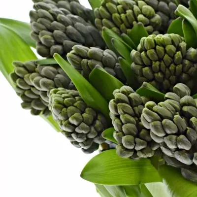 HYACINTHUS CARIBBEAN DREAM 30g