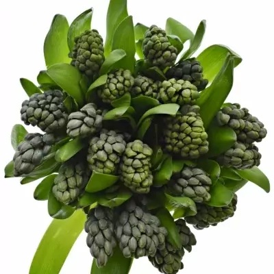 HYACINTHUS CARIBBEAN DREAM 30g