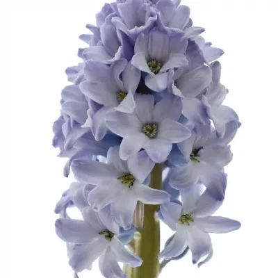 HYACINTHUS CARIBBEAN DREAM 30g