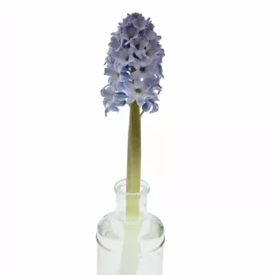 HYACINTHUS CARIBBEAN DREAM 30g