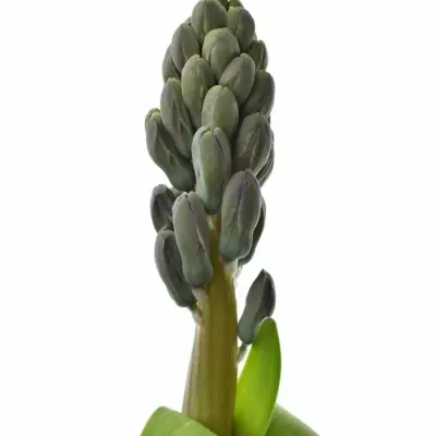 HYACINTHUS CARIBBEAN DREAM 30g