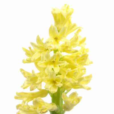 HYACINTHUS GIPSY PRINCESS 