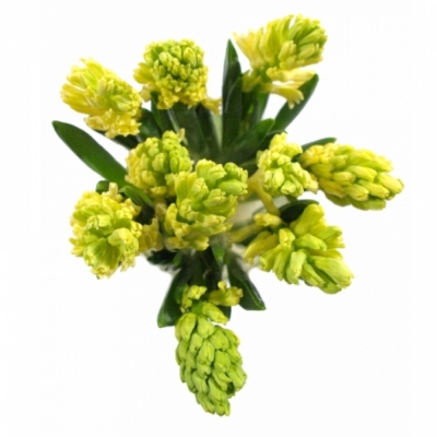 HYACINTHUS GIPSY PRINCESS 