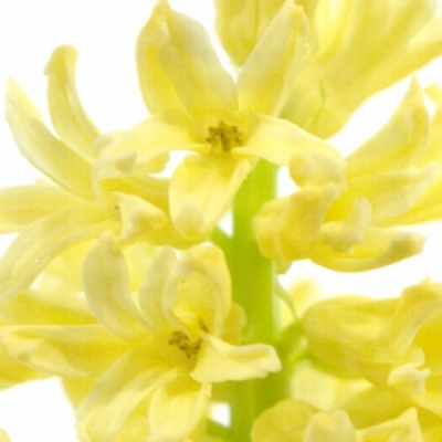 HYACINTHUS GIPSY PRINCESS 