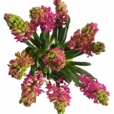 HYACINTHUS JAN BOS 