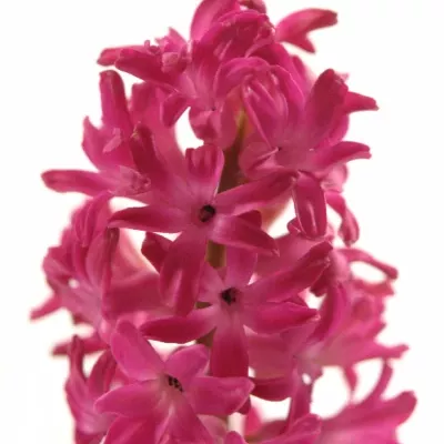 HYACINTHUS JAN BOS 