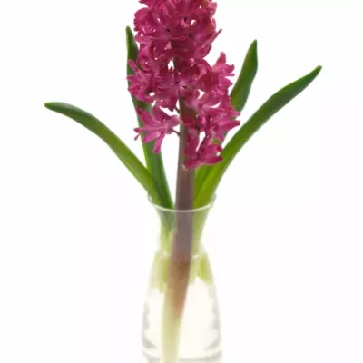 HYACINTHUS JAN BOS 