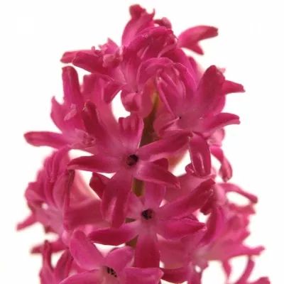 HYACINTHUS JAN BOS 