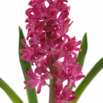 HYACINTHUS JAN BOS 