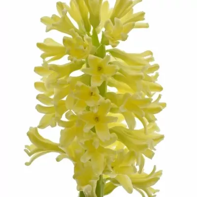 HYACINTHUS YELLOWSTONE 30g