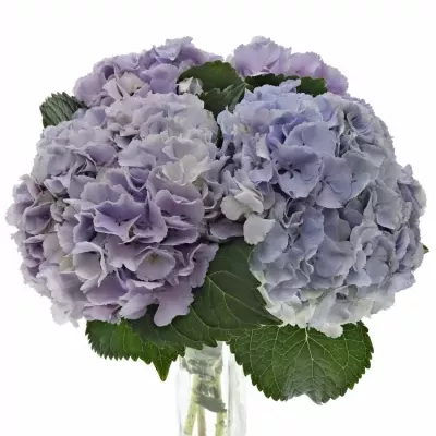 HYDRANGEA M BLINK BLUE 40cm