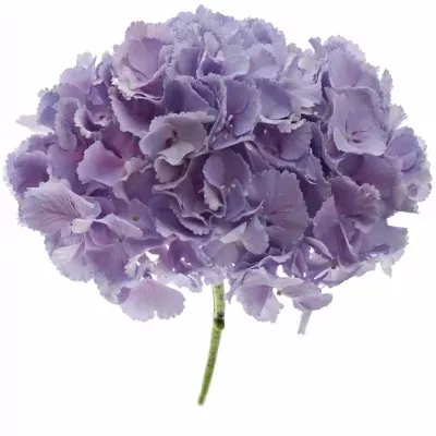 HYDRANGEA M BLINK BLUE 40cm