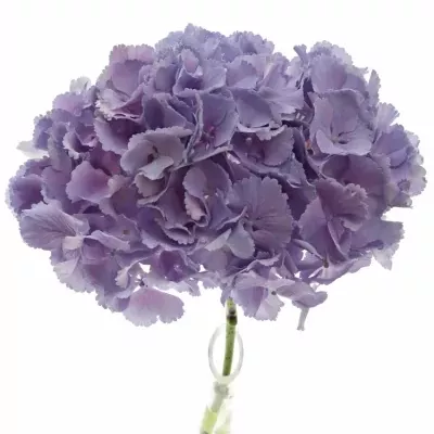 HYDRANGEA M BLINK BLUE 40cm