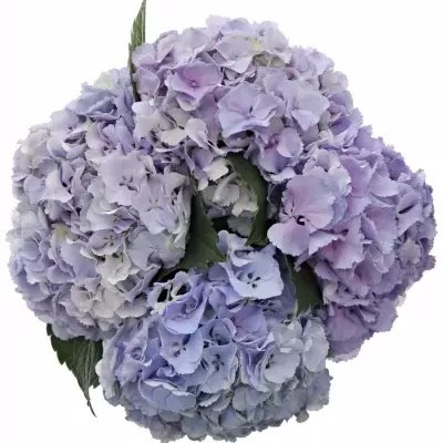 HYDRANGEA M BLINK BLUE 40cm