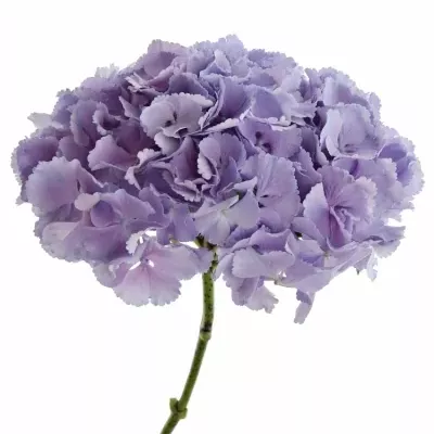 HYDRANGEA M BLINK BLUE 40cm