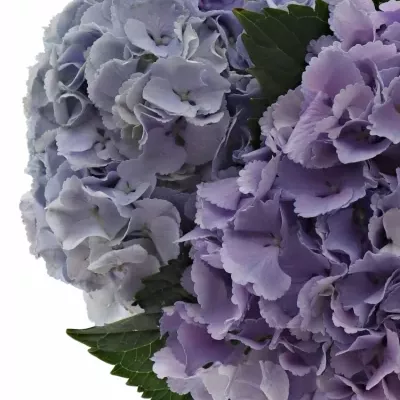 HYDRANGEA M BLINK BLUE 40cm