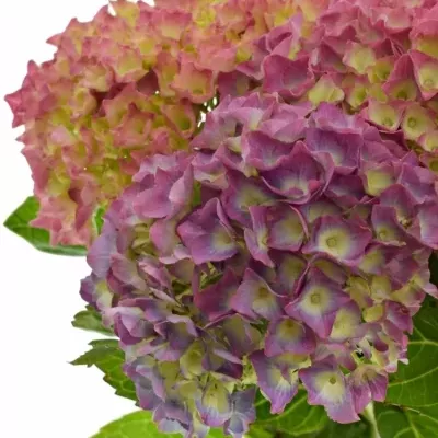 HYDRANGEA M BODENSEE ROZA