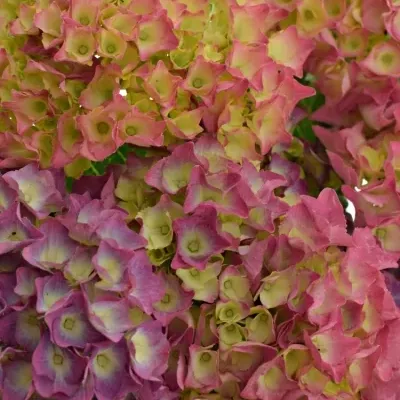 HYDRANGEA M BODENSEE ROZA