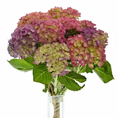 HYDRANGEA M BODENSEE ROZA