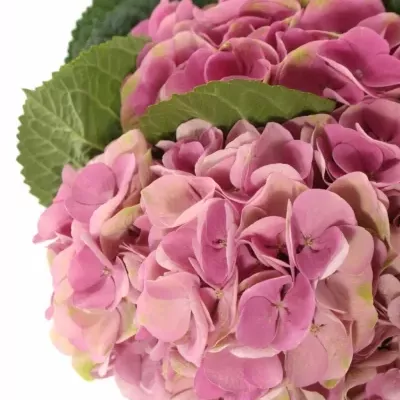 HYDRANGEA M IMOLA