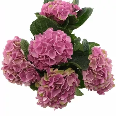 HYDRANGEA M IMOLA