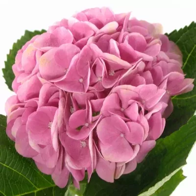 HYDRANGEA M IMOLA