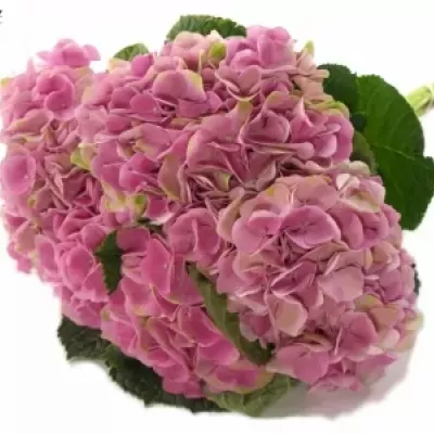 HYDRANGEA M IMOLA