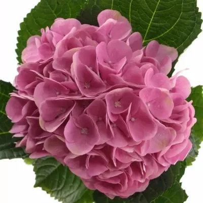 HYDRANGEA M IMOLA