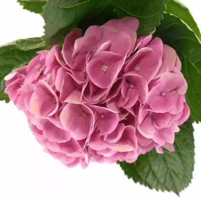 HYDRANGEA M IMOLA