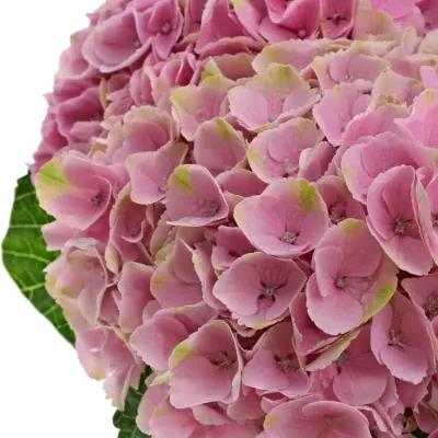 HYDRANGEA M MAGICAL OPAL 50cm