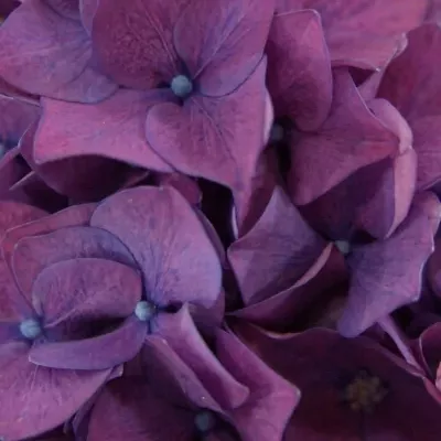 HYDRANGEA M RODEO PAARS