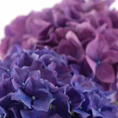 HYDRANGEA M RODEO PAARS