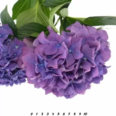 HYDRANGEA M RODEO PAARS