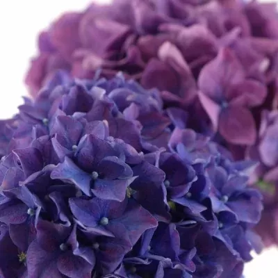 HYDRANGEA M RODEO PAARS