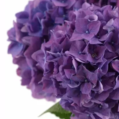 HYDRANGEA M RODEO PAARS