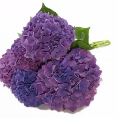 HYDRANGEA M RODEO PAARS