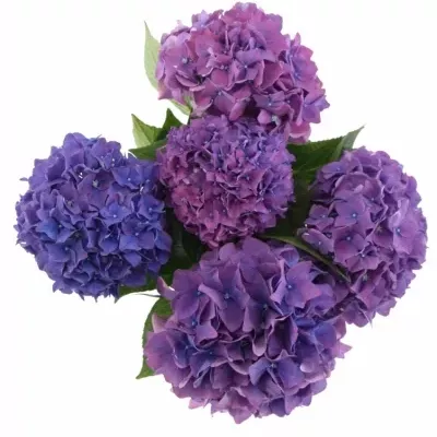 HYDRANGEA M RODEO PAARS