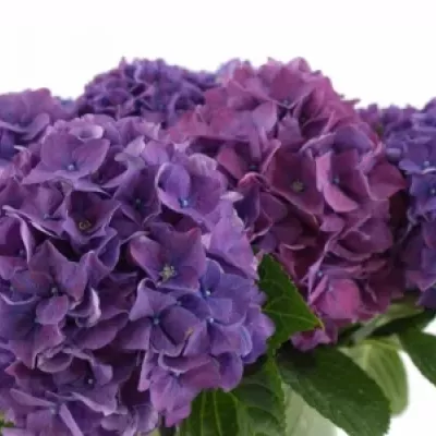 HYDRANGEA M RODEO PAARS