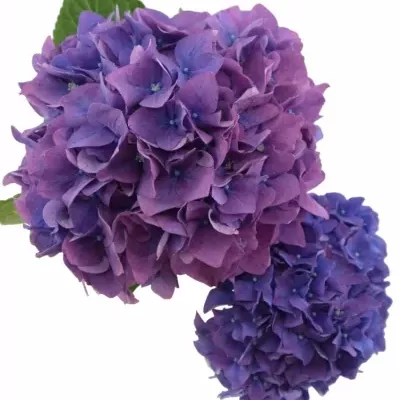 HYDRANGEA M RODEO PAARS