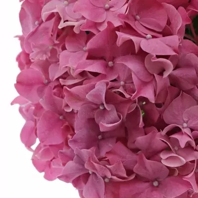 HYDRANGEA M RODEO RED 40cm