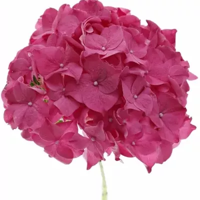 HYDRANGEA M RODEO RED 40cm