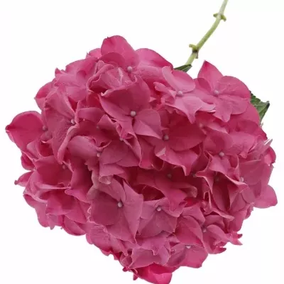 HYDRANGEA M RODEO RED 40cm