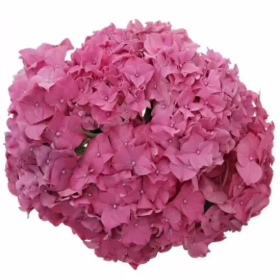 HYDRANGEA M RODEO RED 40cm