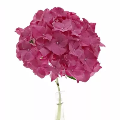 HYDRANGEA M RODEO RED 40cm