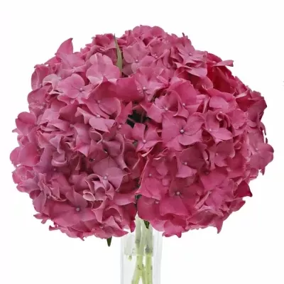 HYDRANGEA M RODEO RED 40cm