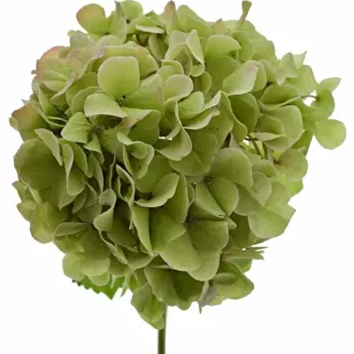 HYDRANGEA M VENDETTA CLASSIC 40cm