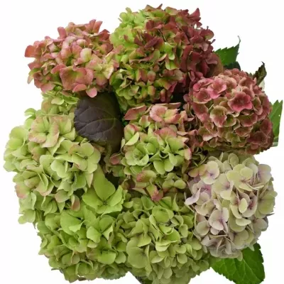 HYDRANGEA M VENDETTA CLASSIC 40cm