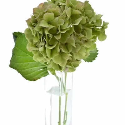 HYDRANGEA M VENDETTA CLASSIC 40cm